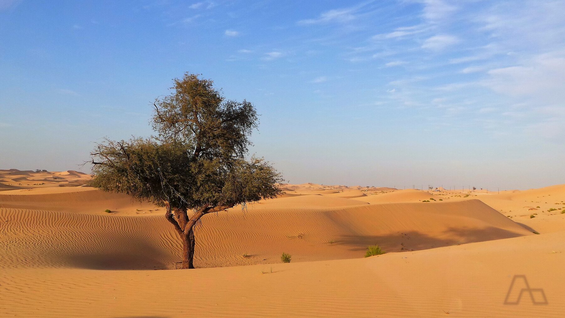 A ghaf tree in the dunes — the native species Sharjah's forested communities are planted around