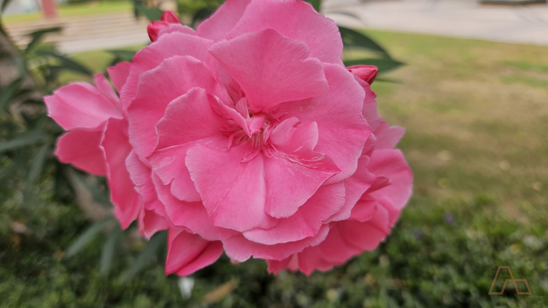 Landscaping in a Dubai community